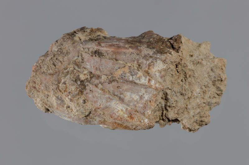 NC CIRRIPEDE [closca]