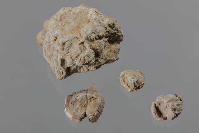 NC CIRRIPEDE [closca]