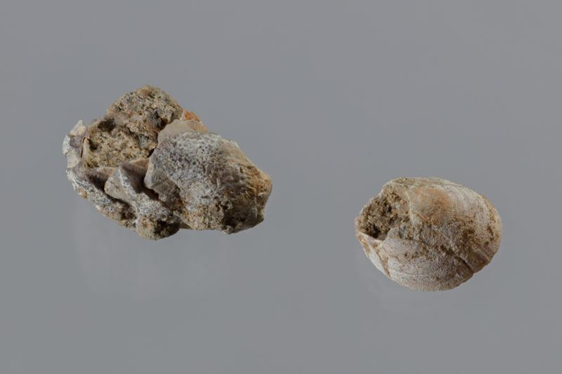 NC CIRRIPEDE [closca]