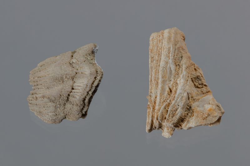 NC CIRRIPEDE [closca]