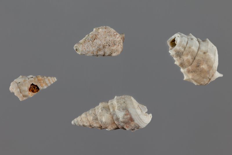 NC GASTEROPODE [conquilles]