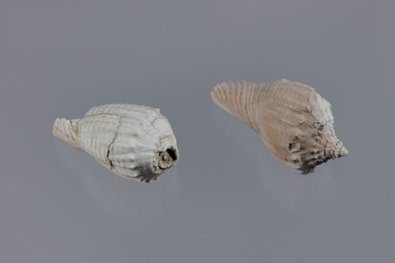 NC GASTEROPODE [conquilles]