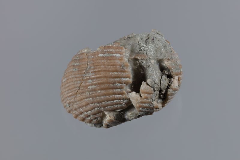 NC GASTEROPODE [conquilles]