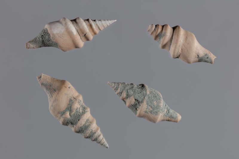 NC GASTEROPODE [conquilles]