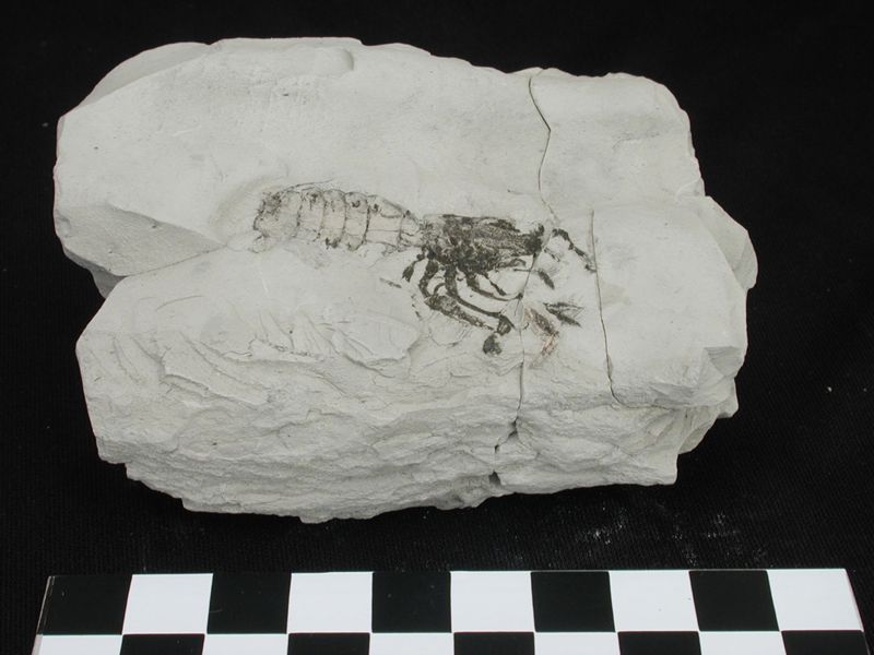 NC ANOMUR [impressió]