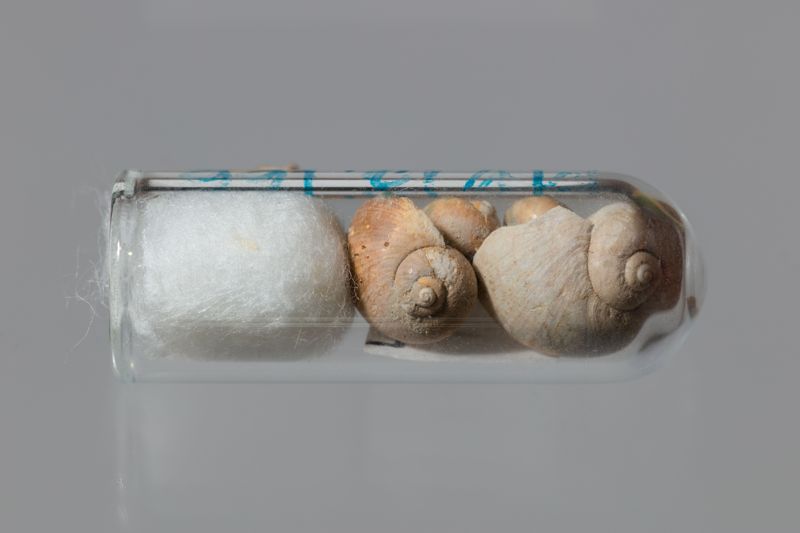 NC GASTEROPODE [conquilles]