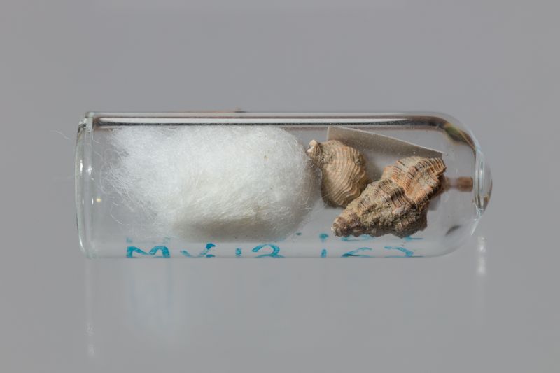 NC GASTEROPODE [conquilles]