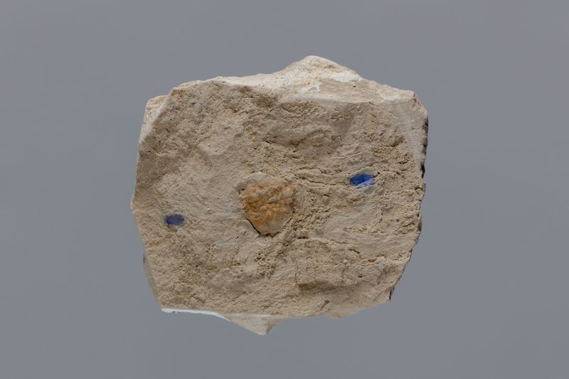 NC DECAPODE [esquelet]