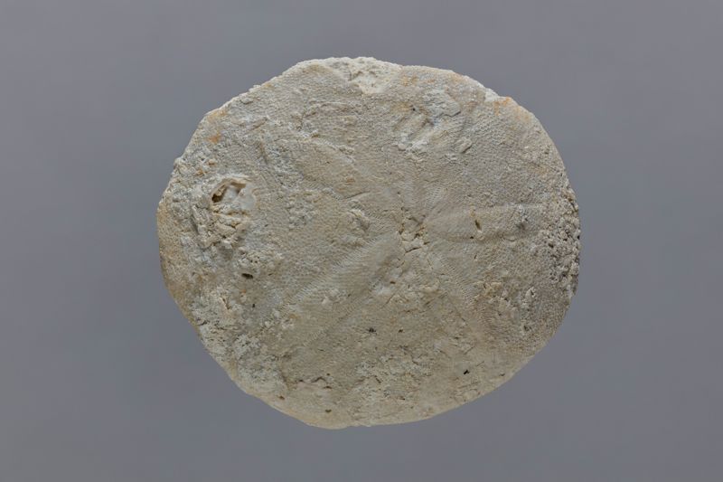 NC EQUINID [esquelet]