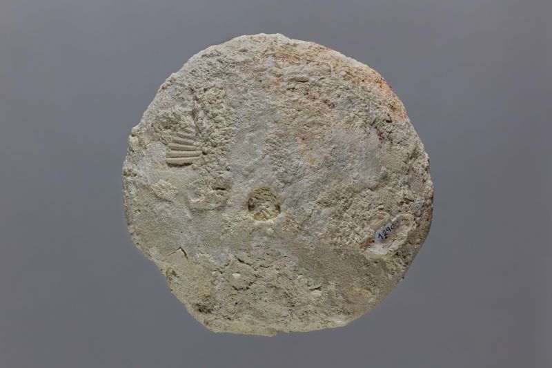 NC EQUINID [esquelet]