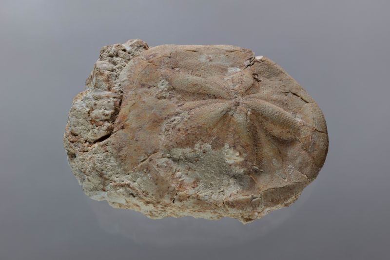 NC EQUINID [esquelet]