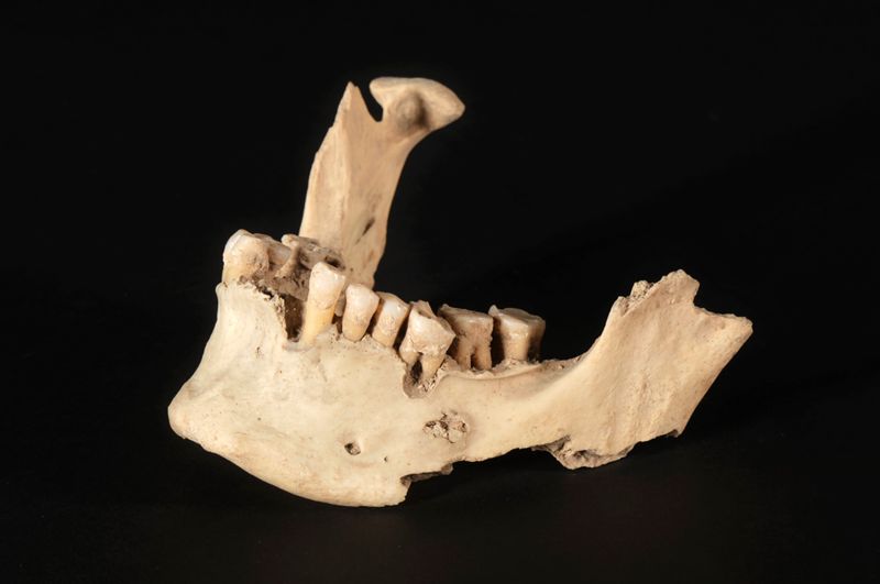 mandíbula, calcolític, Cova del Batllevell